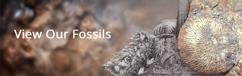 View Our Fossils | Gilboa Fossils