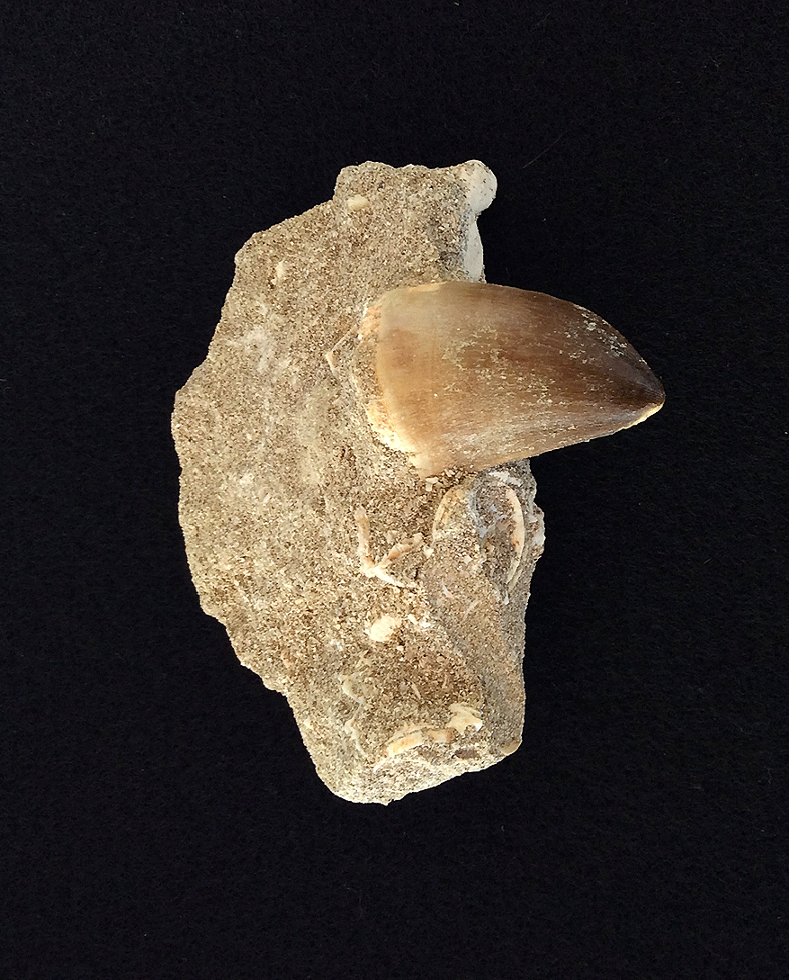 Fossil Tooth in Rock