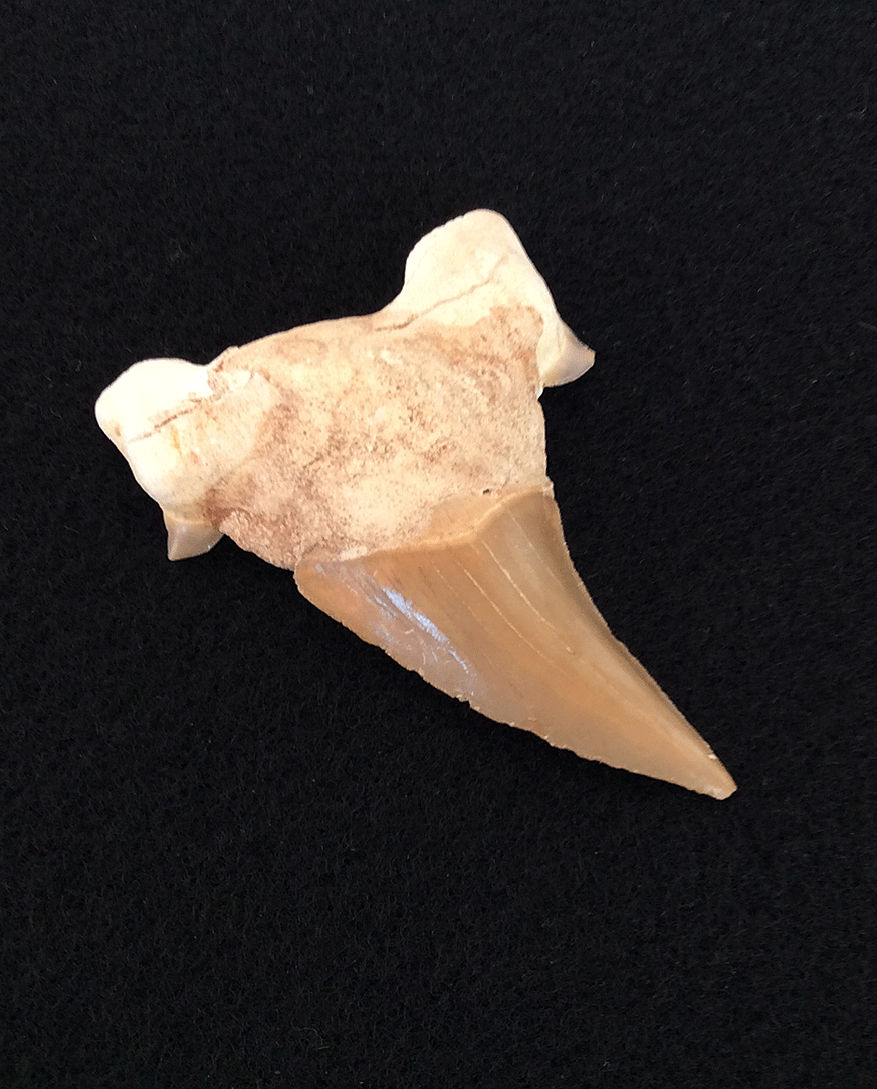 Otodus Fossil Shark Tooth