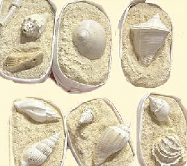 Eocene Shells