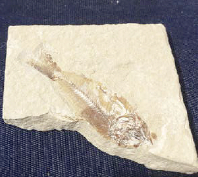 Armigatus Fish Fossil-Cretaceous Age 