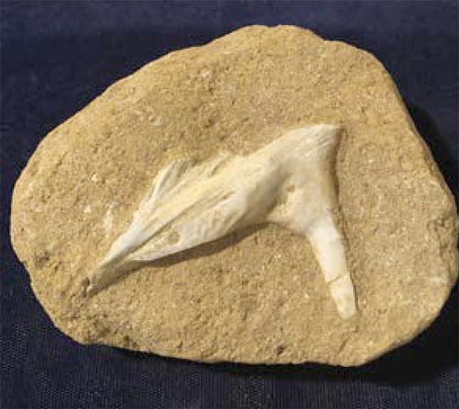 Fish Fossil Vertabrae-Cretaceous