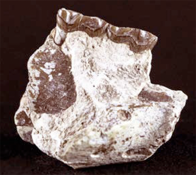 Oreodont Fossil Jaw