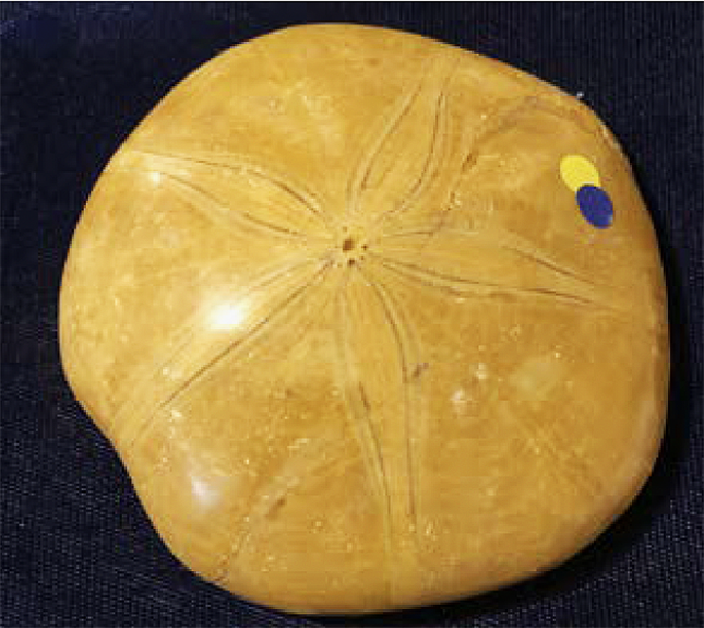Sea Urchin Star Fish Fossil-Madagascar