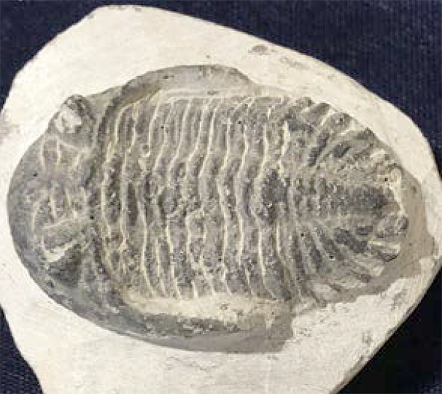 Trilobites-Metacanthina Devonian